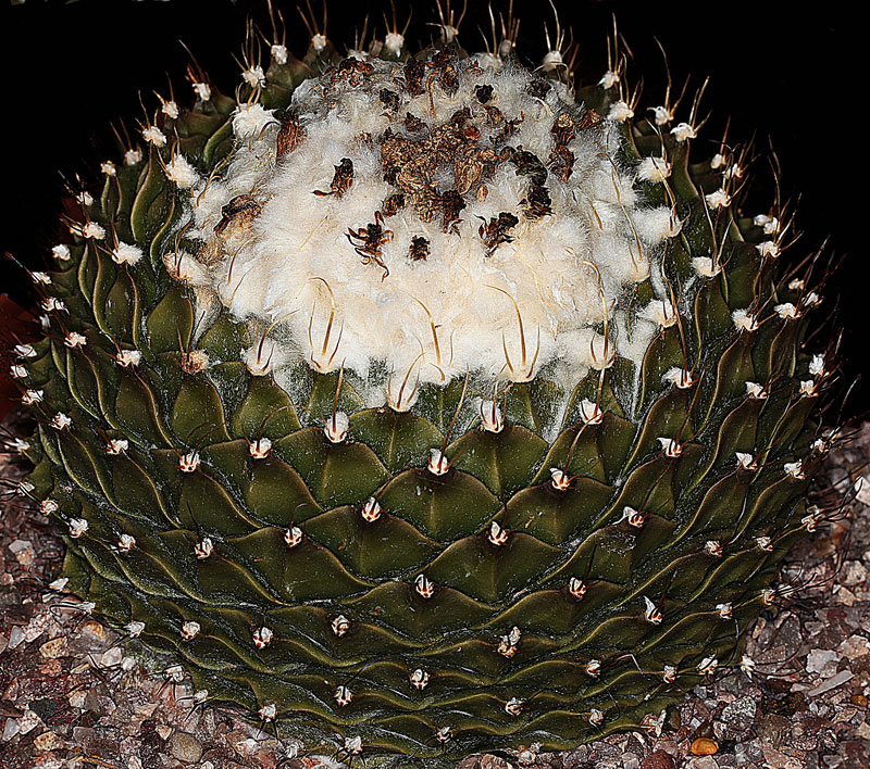 Obregonia denegrii